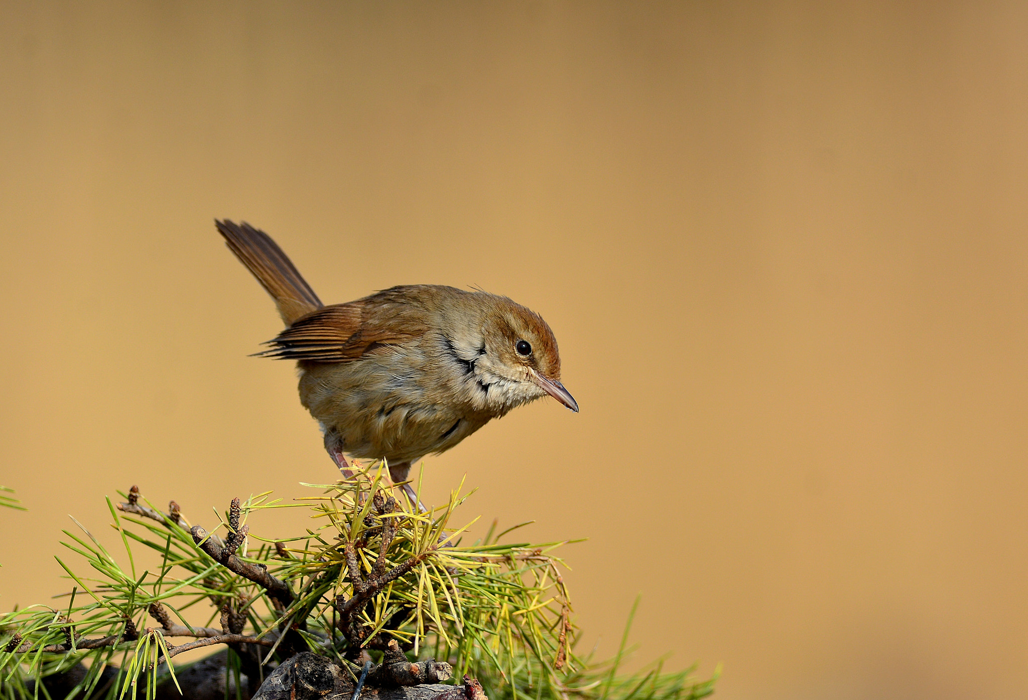 Far tree warbler