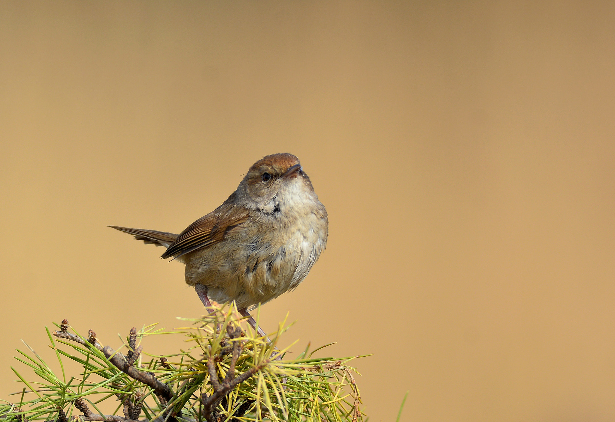 Far tree warbler