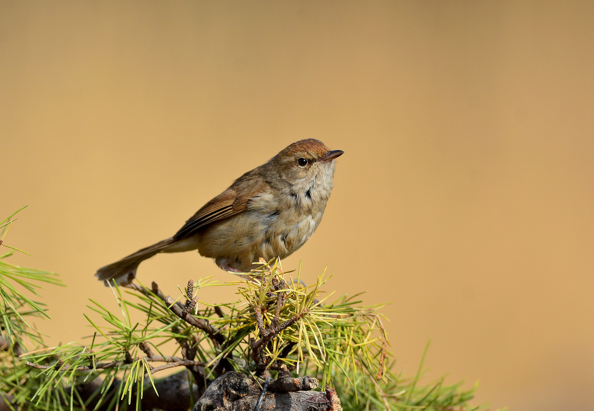 Far tree warbler