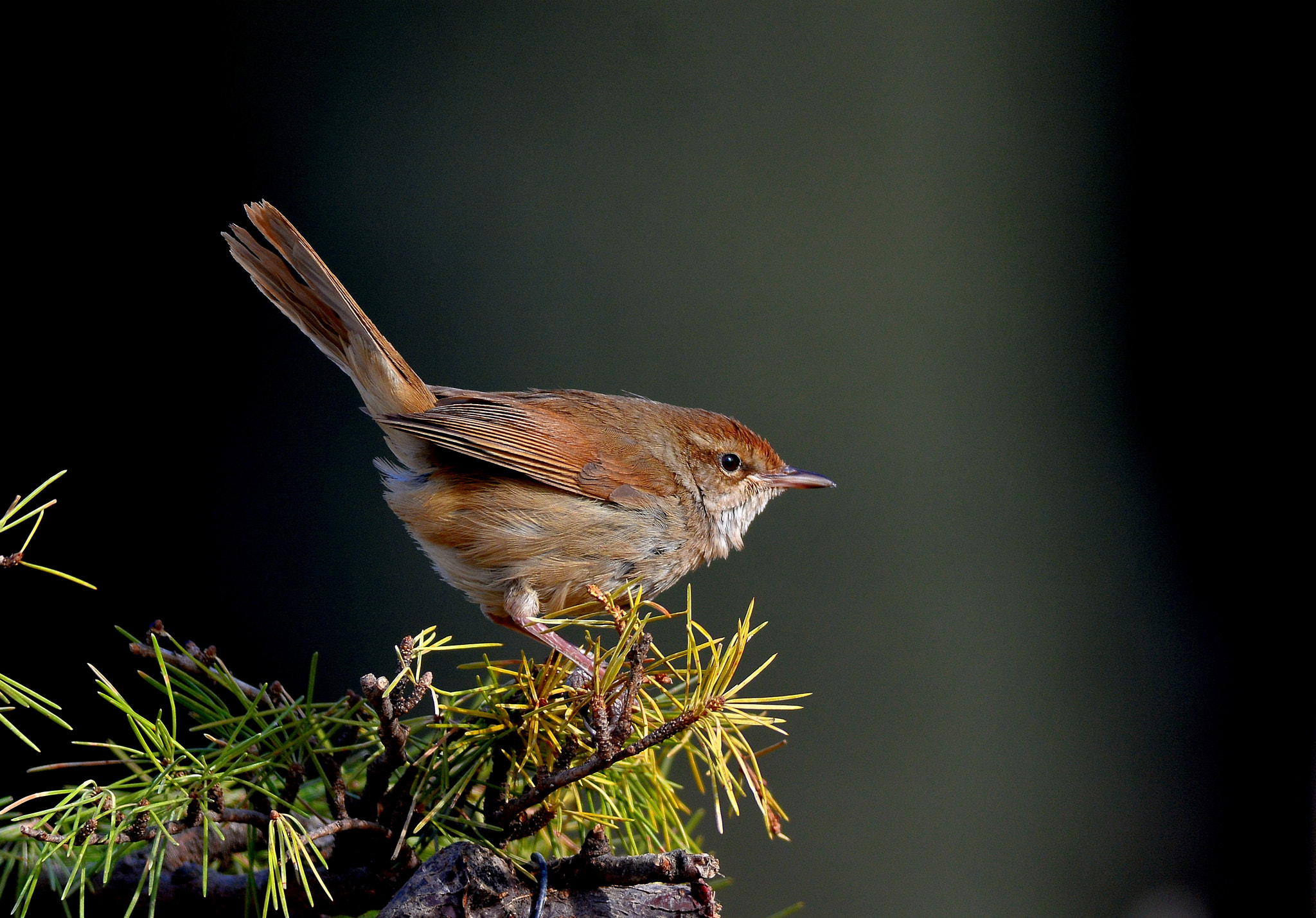 Far tree warbler