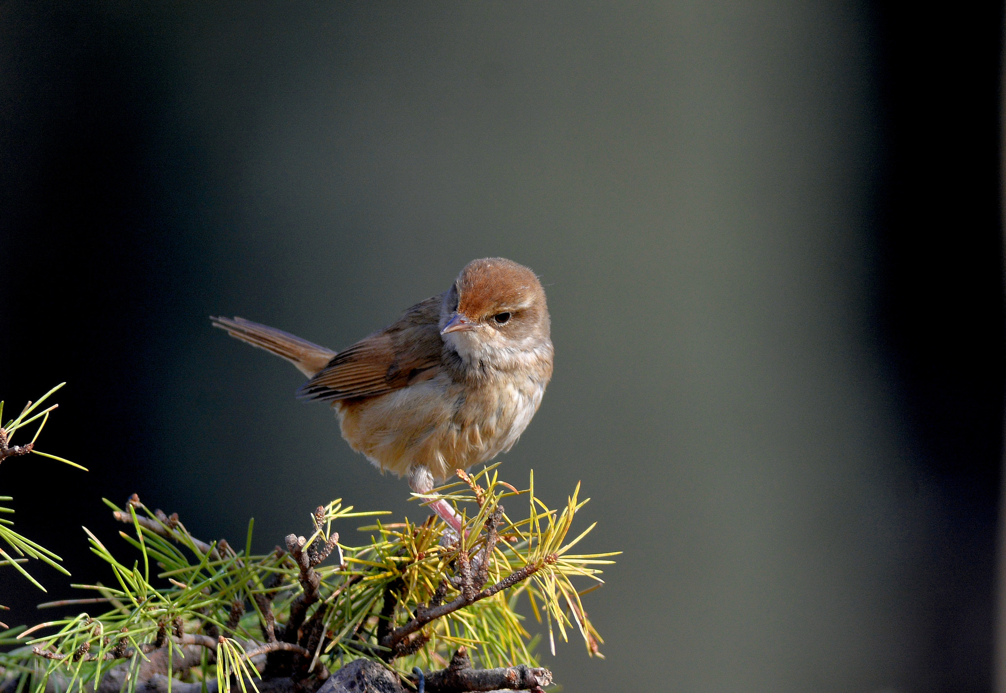 Far tree warbler