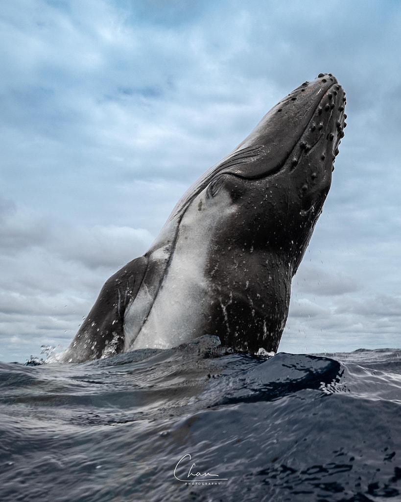 Moment I will never forget. by Chun Chau on 500px.com