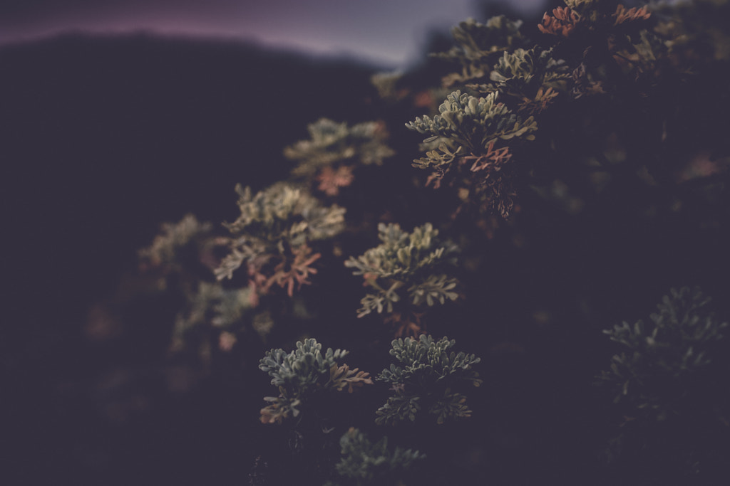 BEAUTY IN THE DARK by Gustavo Campos on 500px.com