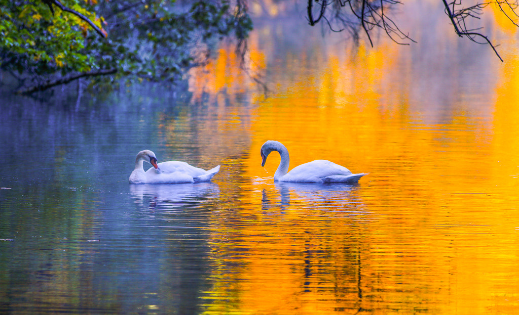 Swans in Autumn by John S on 500px.com