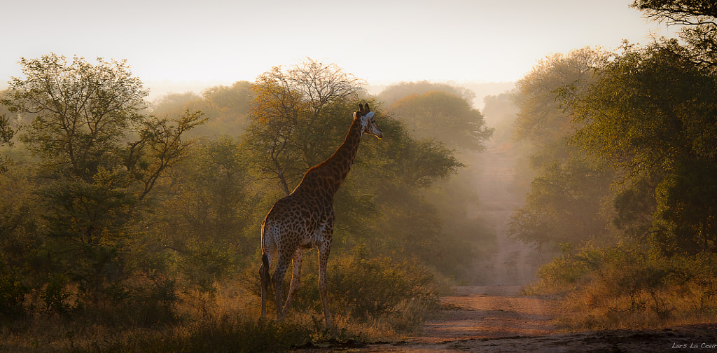 Giraffe in the morning by Lars La Cour  on 500px.com