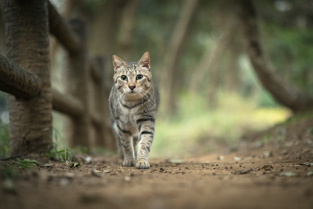 in the woods by Tomomichi Ito on 500px.com