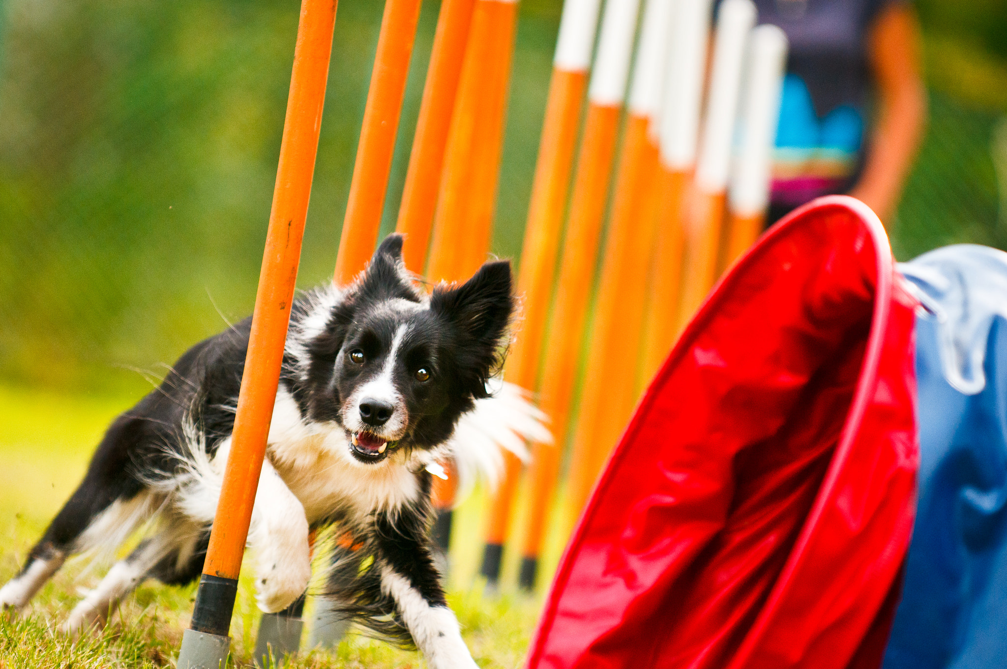 Agility dog border collie