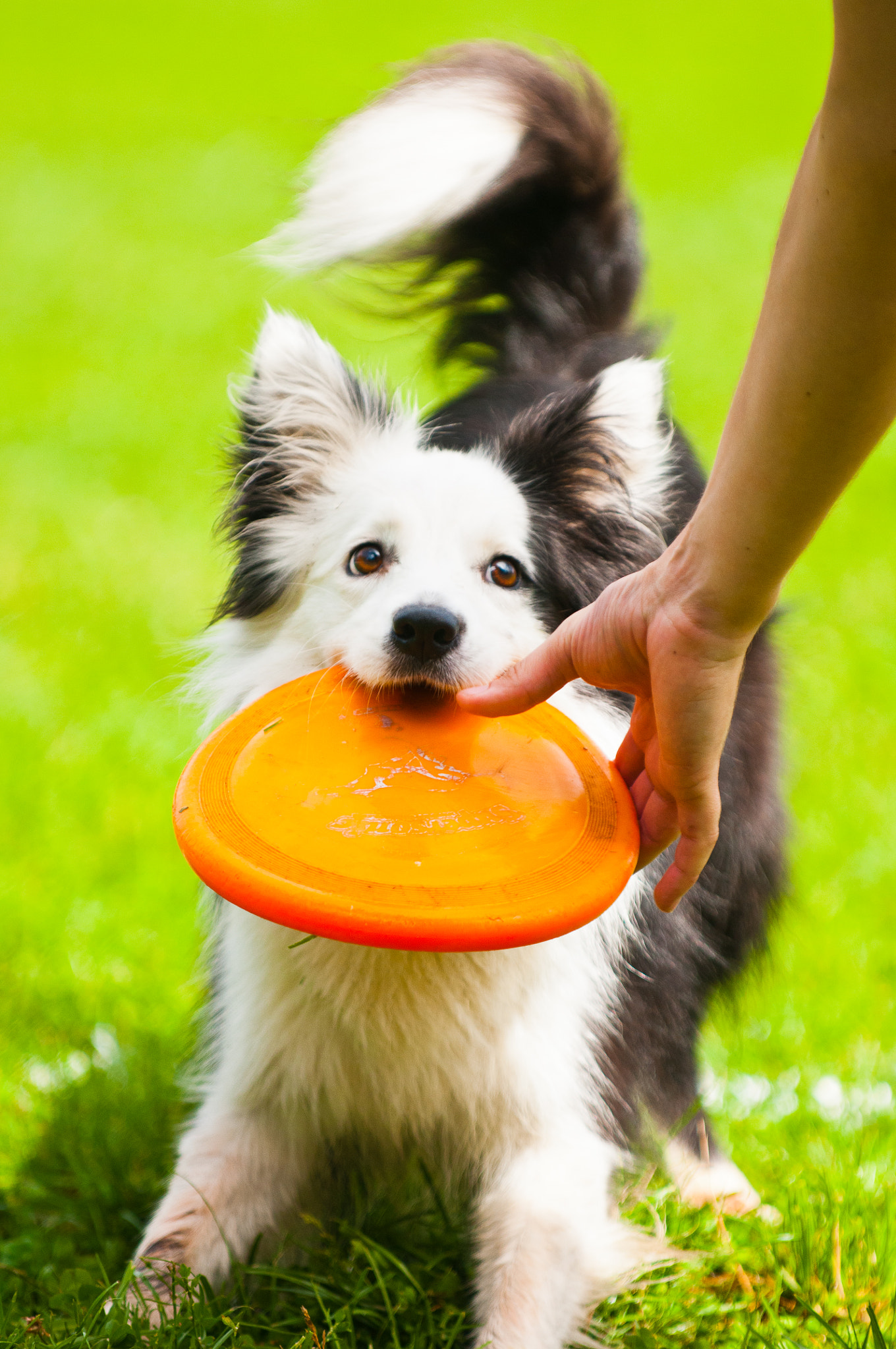 Border collie dog frisbee catch