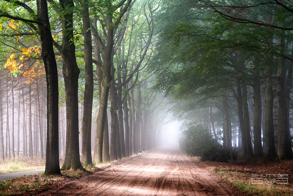 Foggy forest sand road by Willem  on 500px.com
