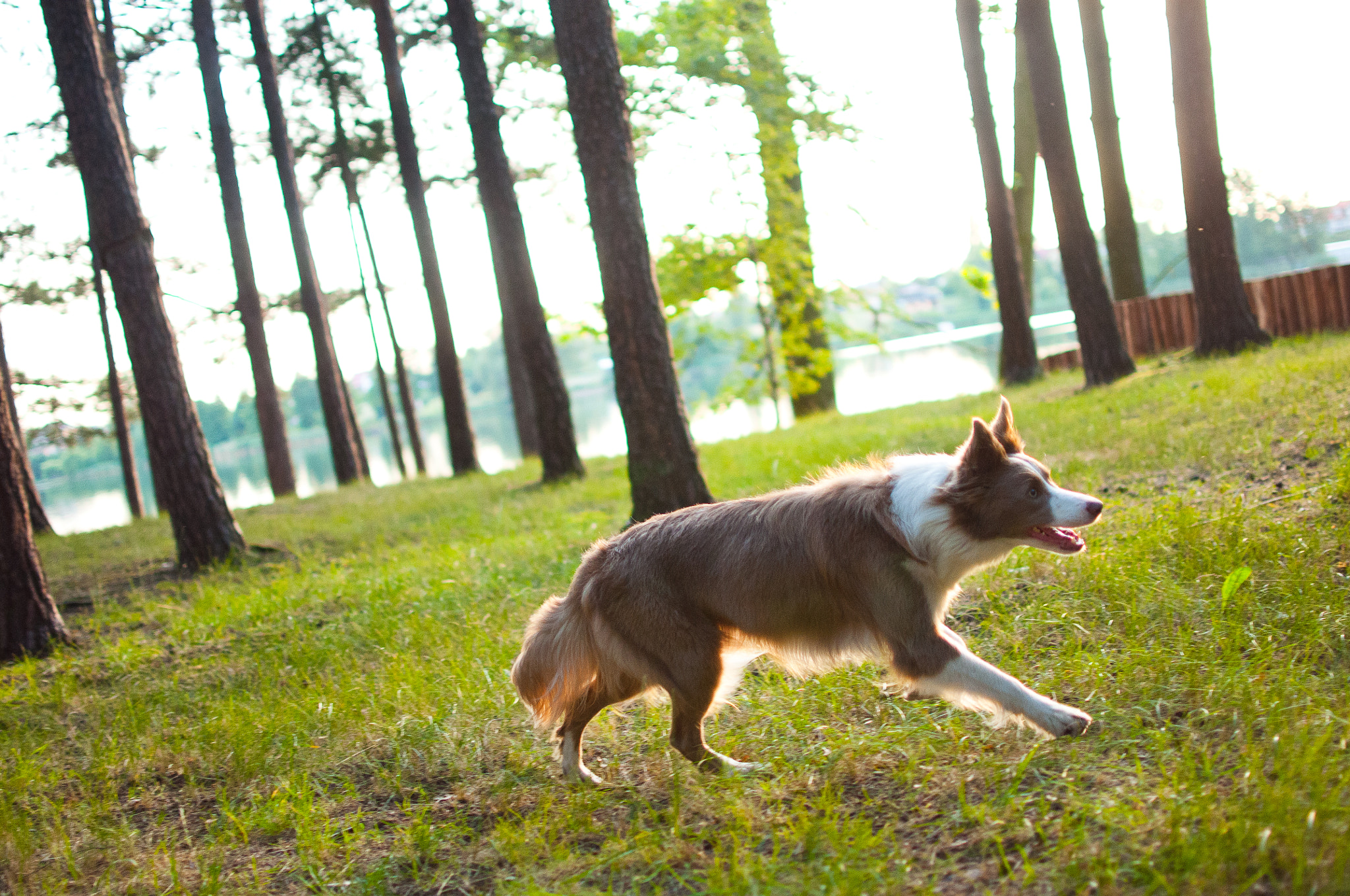 Dog Border Collie