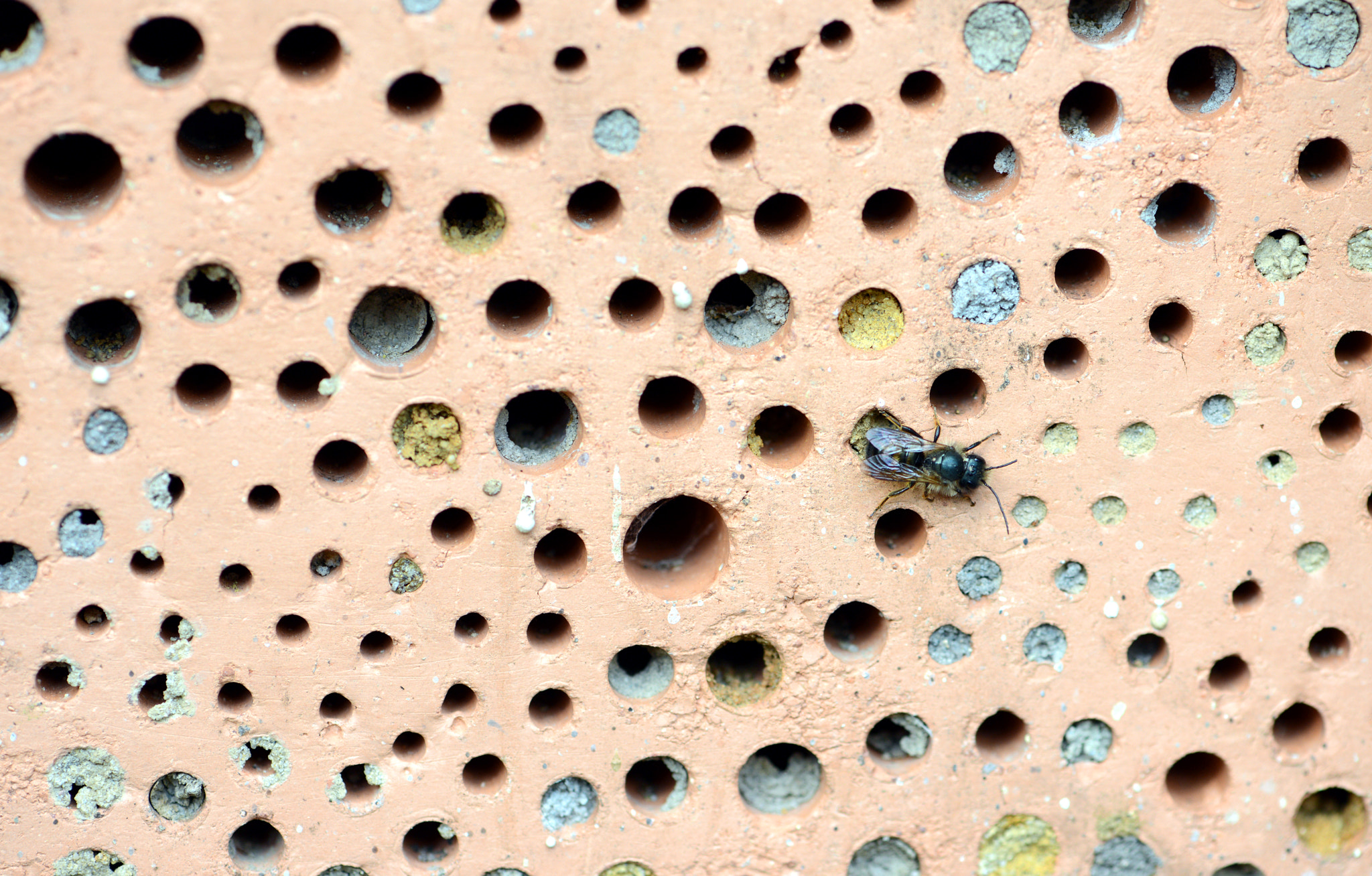 Wild bees sitting on insect hotel