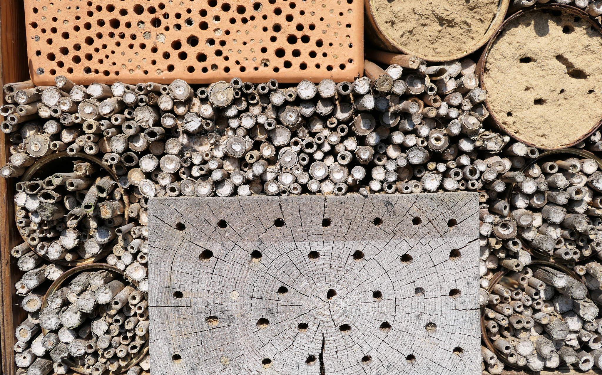 Wild bees sitting on insect hotel