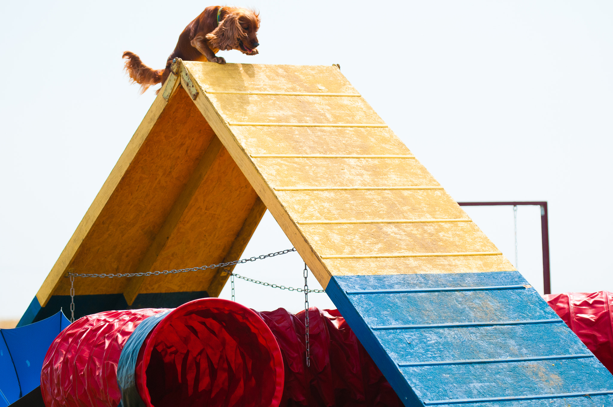 Agility dog running A frame