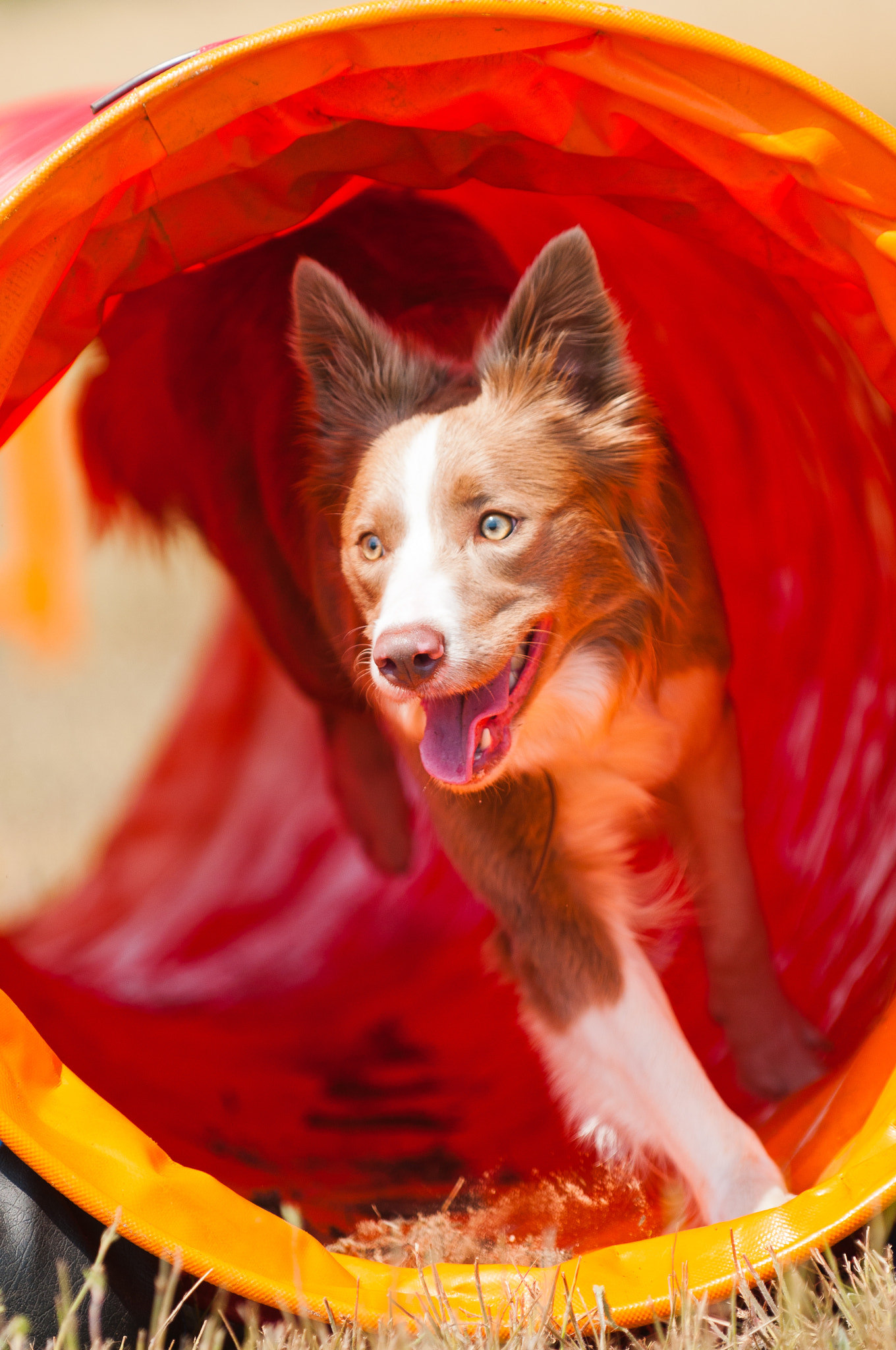 Agility Dog Border Collie running through the tunnel