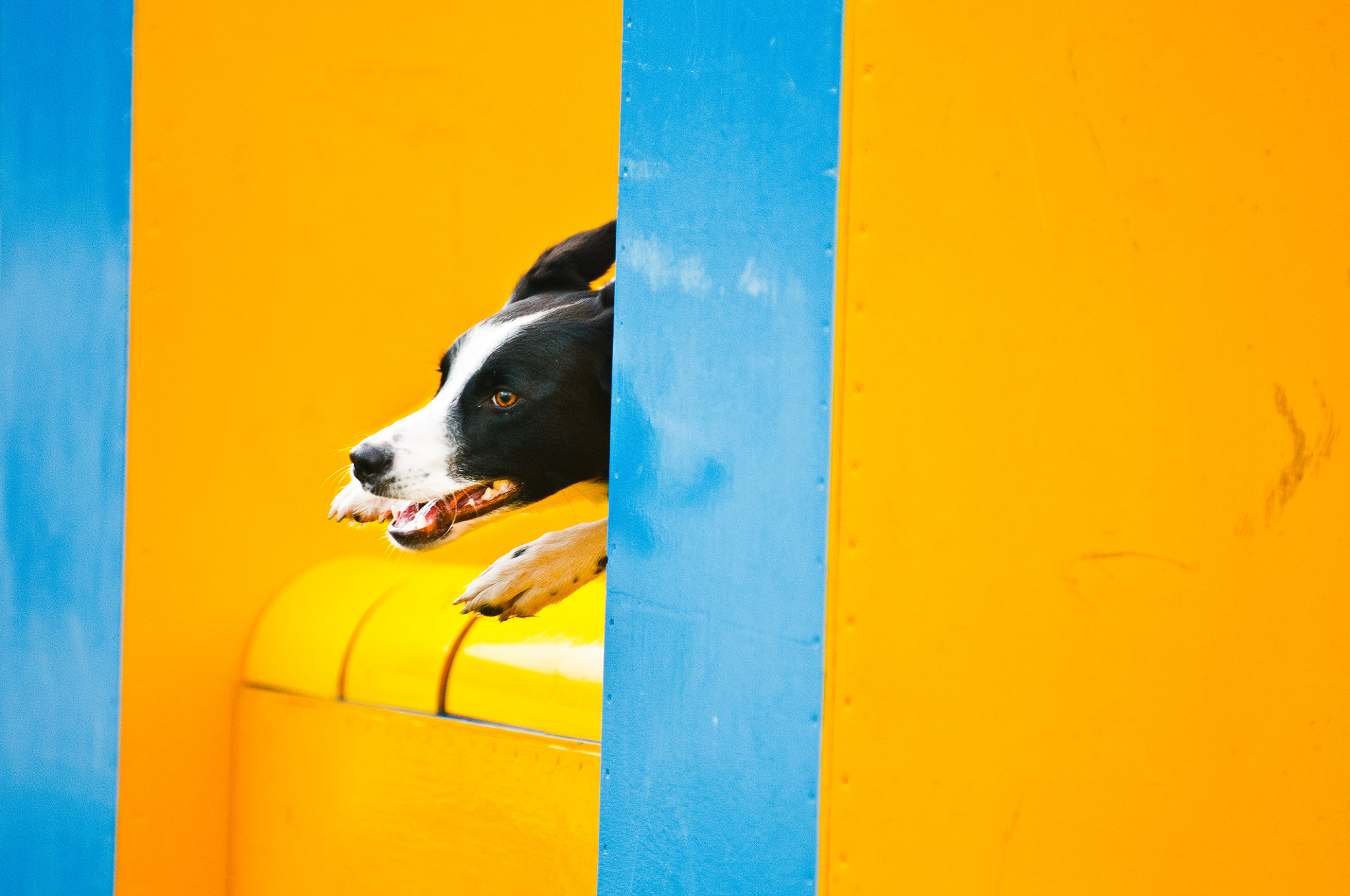 Agility Dog Border Collie jumping obstacles