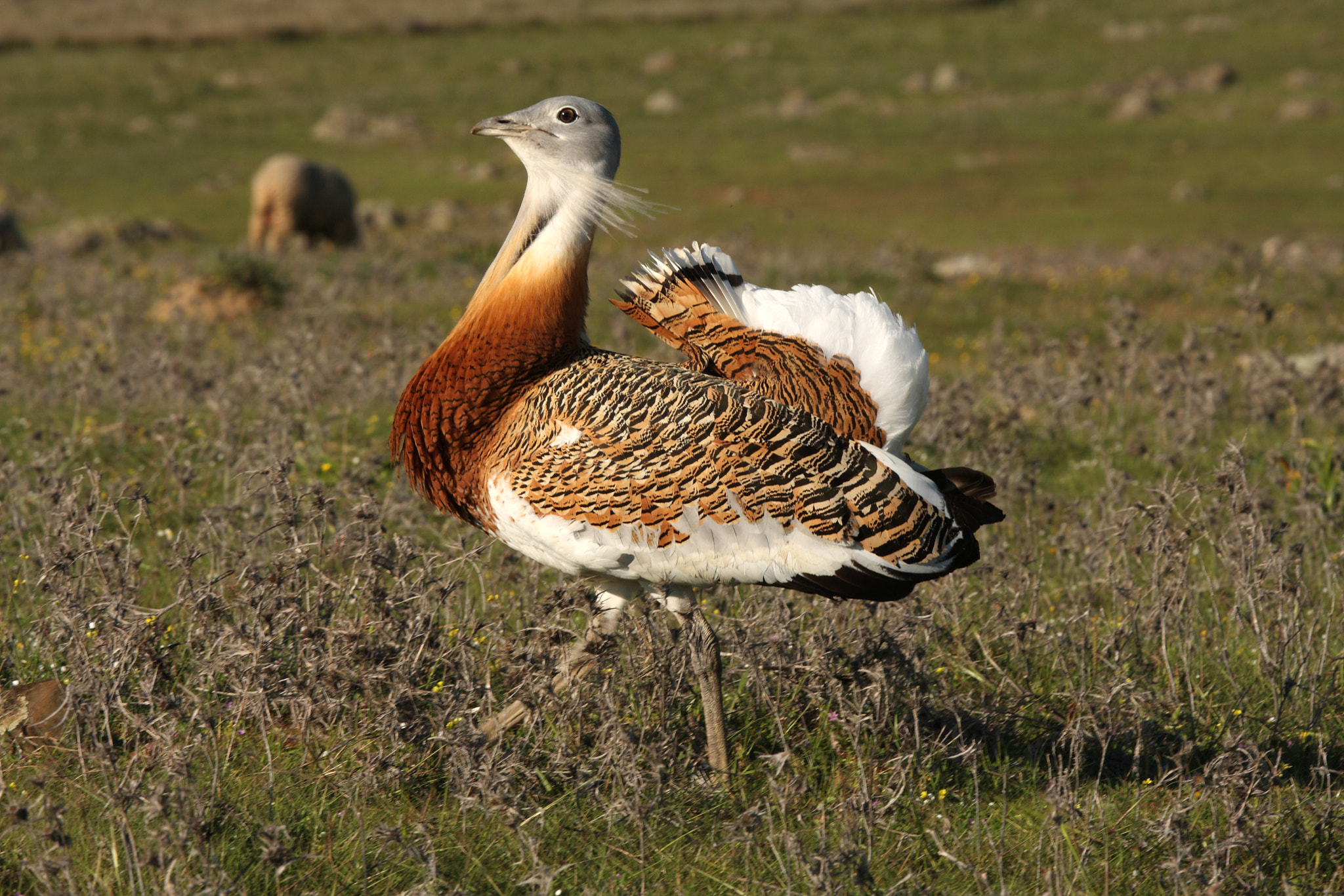 Great bustard, Otis tarda