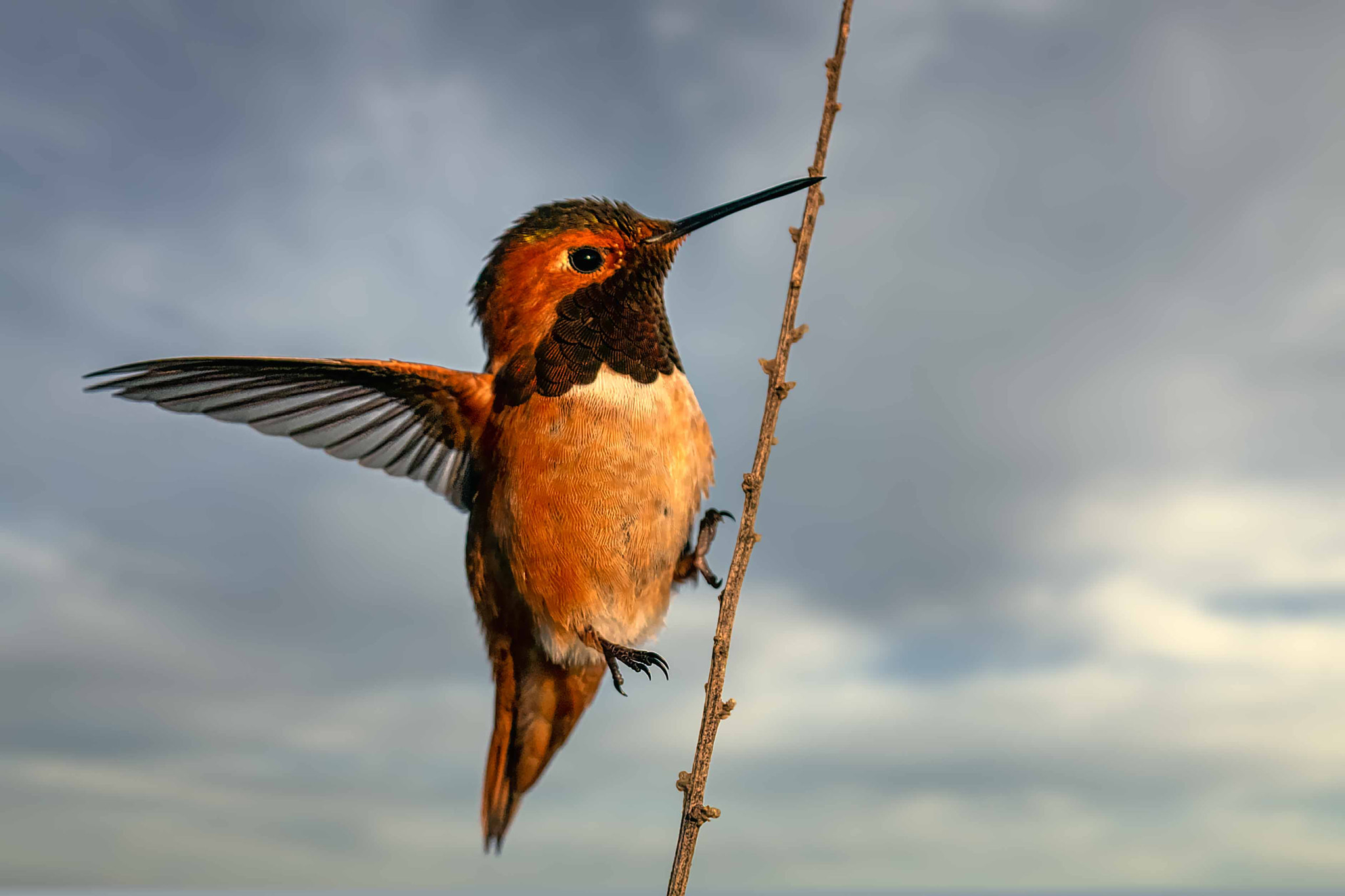 Vertical take-off (Allen's hummingbird)