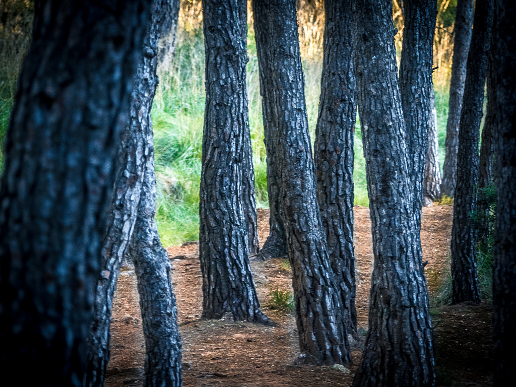 Through the Trunks by Javier Pascual on 500px.com