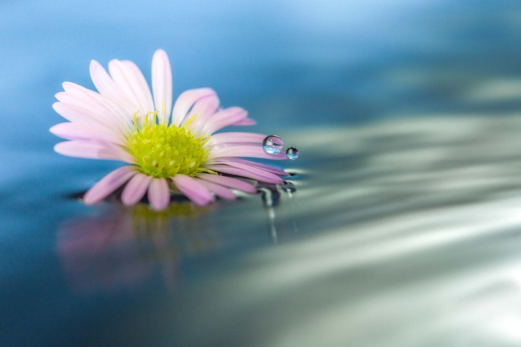 Drifting Flower by Miki Asai / 500px