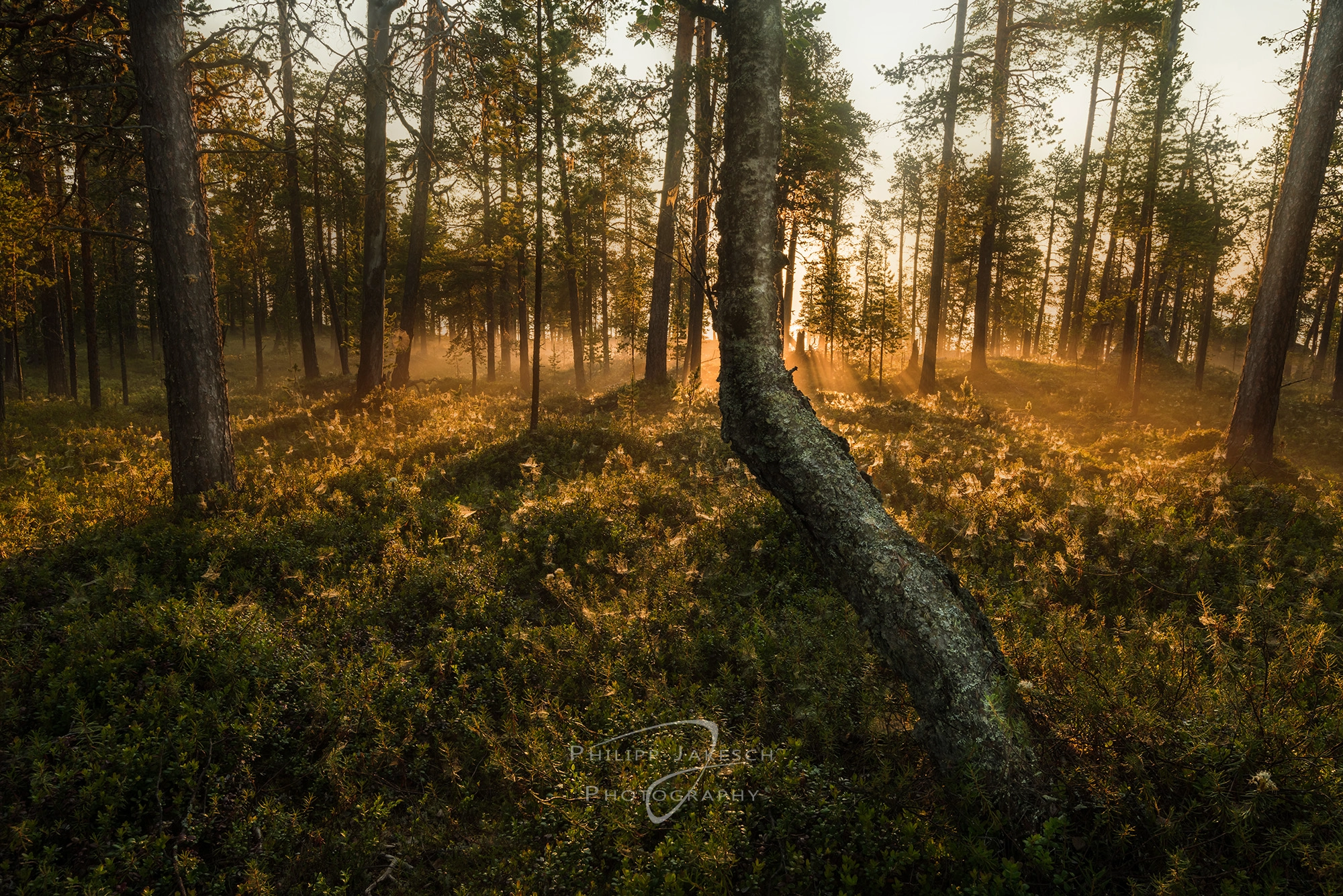 orange forest