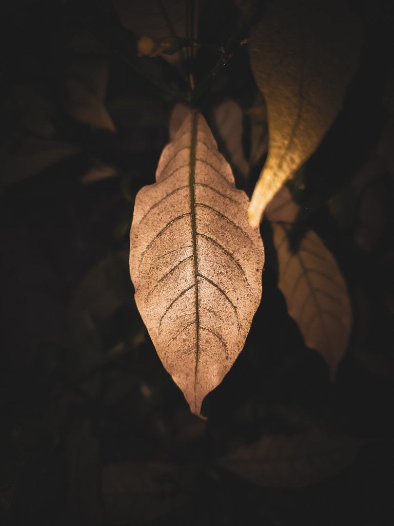 Old leaf by Jayashankar Majhi on 500px.com