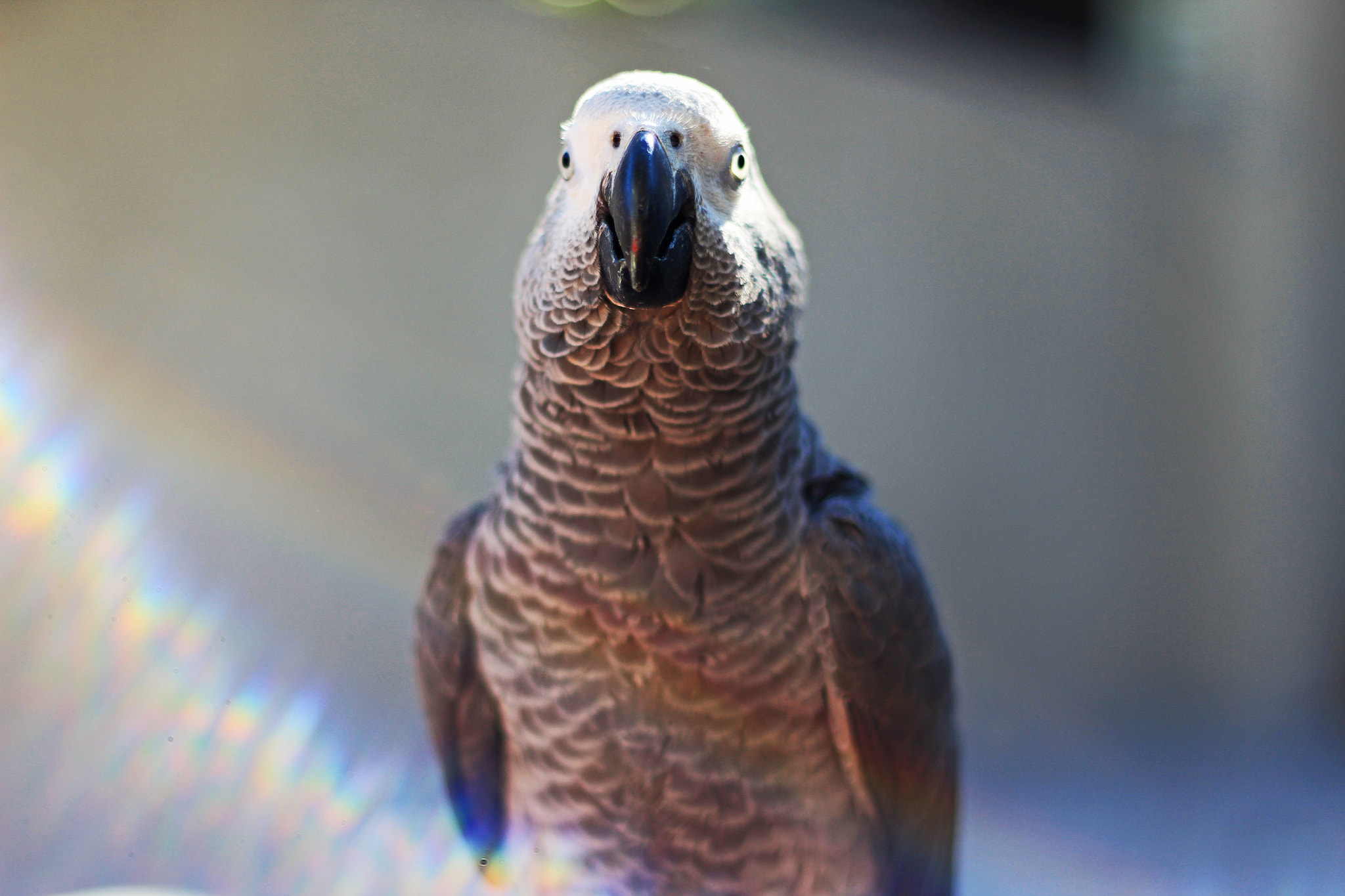 Parrot portrait