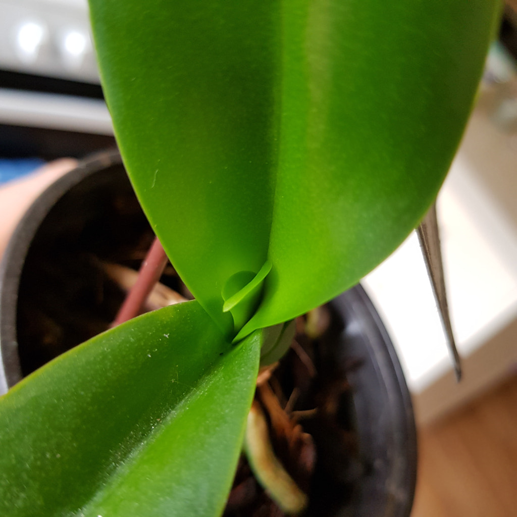 New growth by Elizabeth Fitzgerald on 500px.com