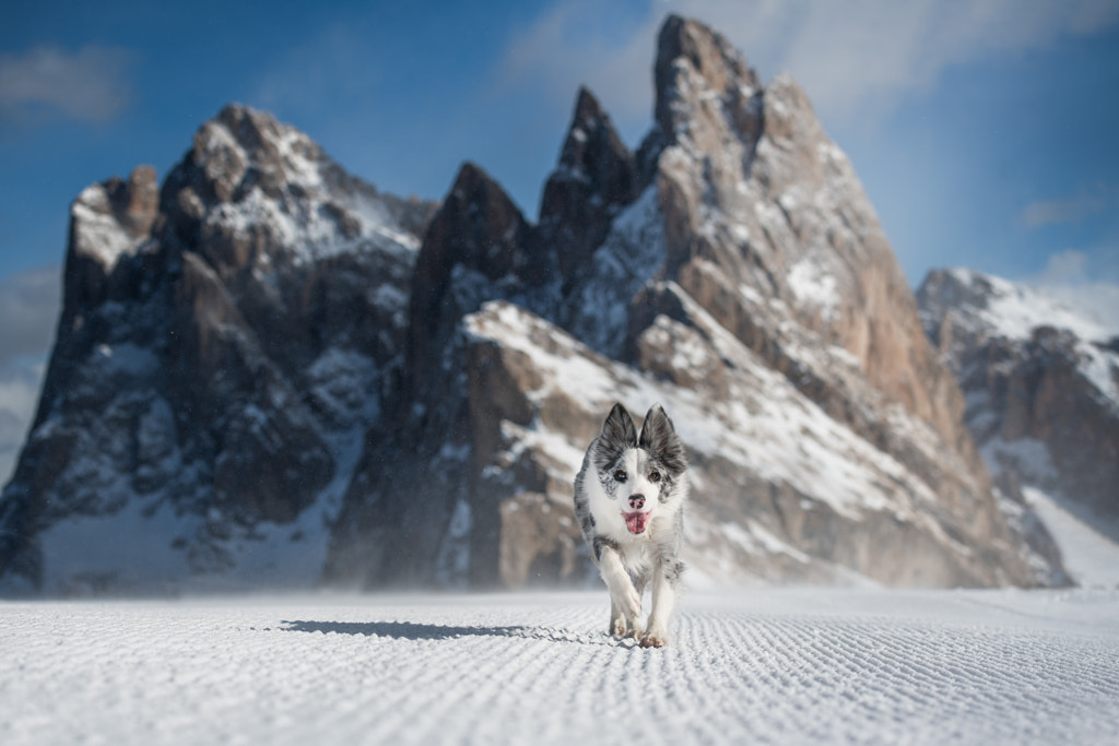 Seceda by Iza ?yso? on 500px.com