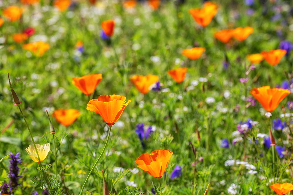 Field of Poppies by Anders Wätterstam / 500px