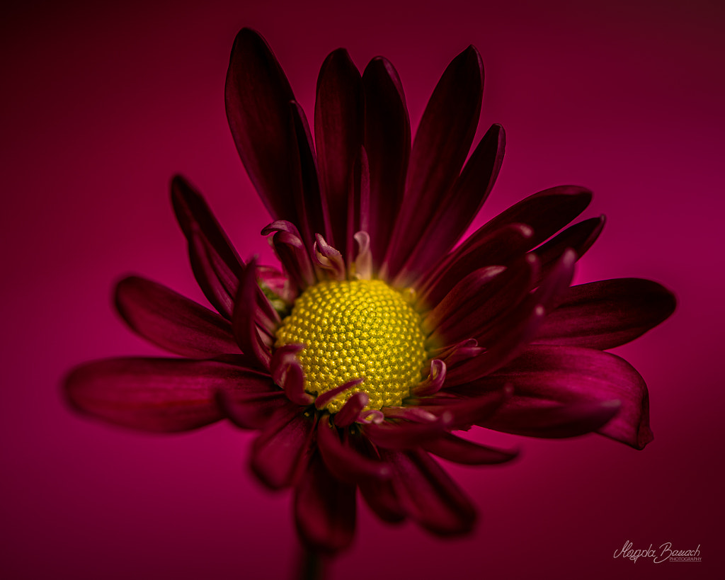 Dramatic flower by Magda Banach on 500px.com