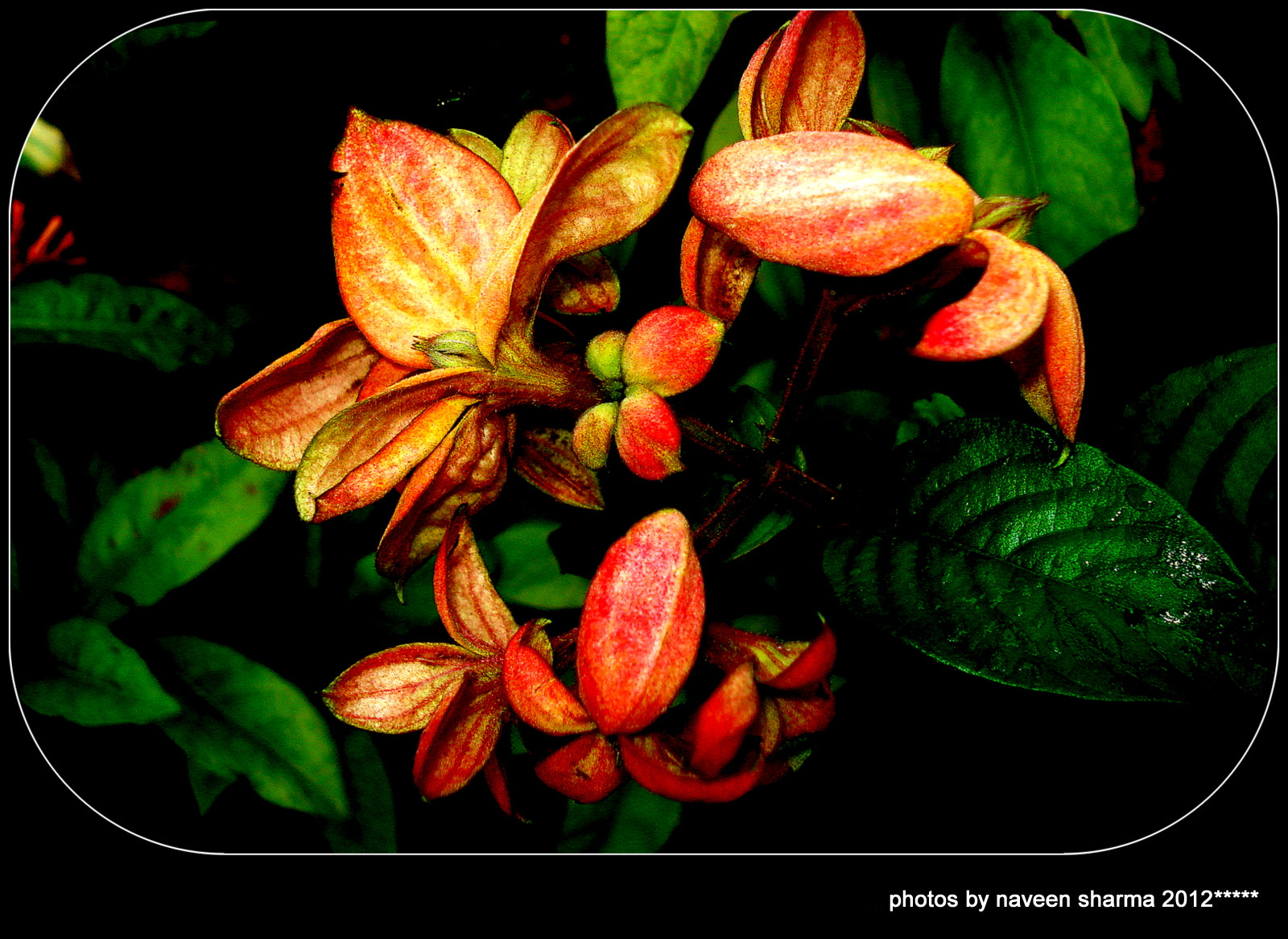 Jungle flowers by naveen sharma Photo 10116415 / 500px