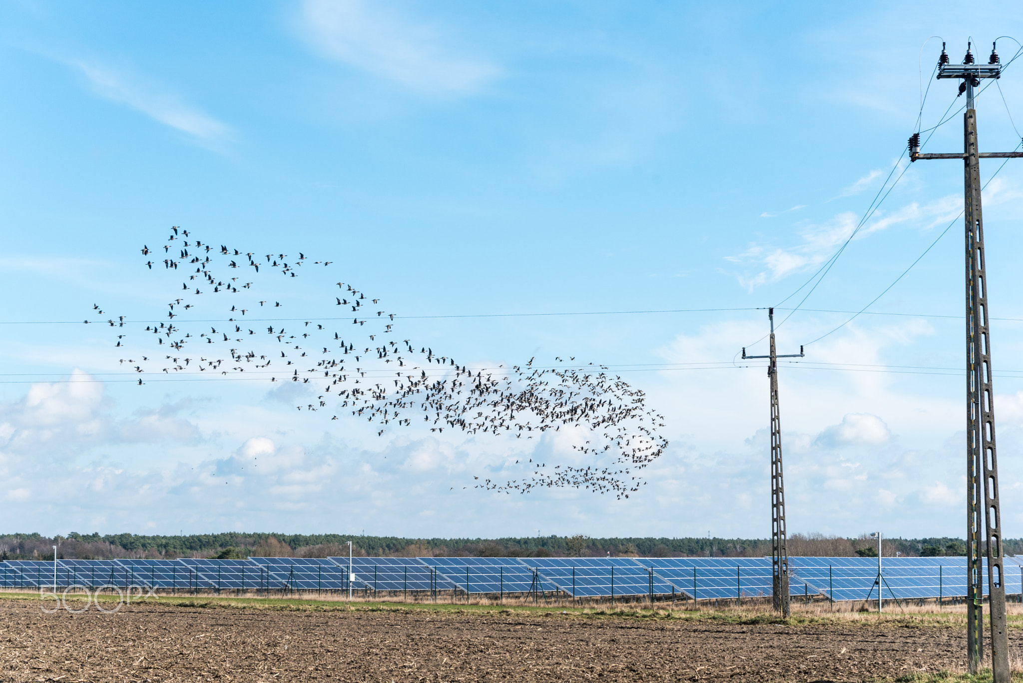 A large flock of birds flying over a photovoltaic solar panels farm.