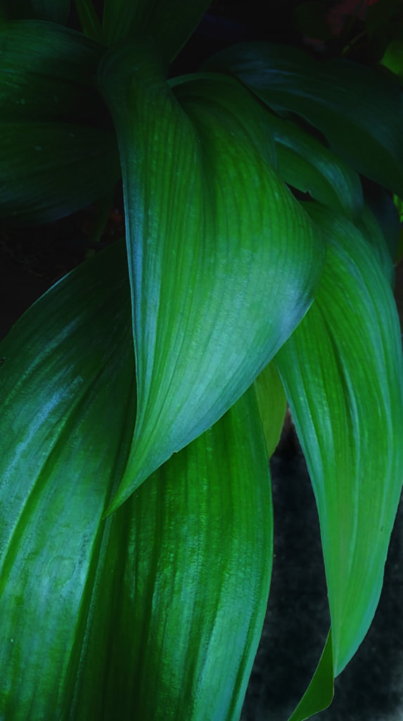 leaf me by Muhamad Khotim Munir on 500px.com