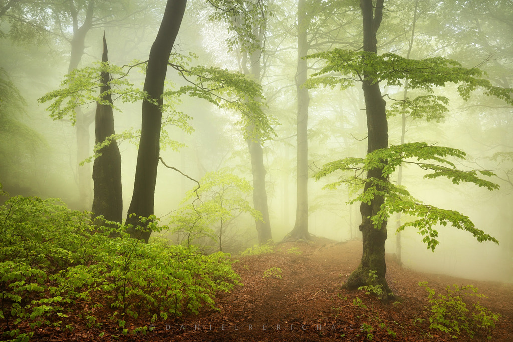 Between the trees... by Daniel Řeřicha on 500px.com