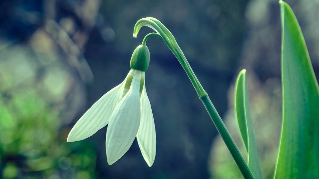 Snowdrop flower macro by Milen Mladenov on 500px.com