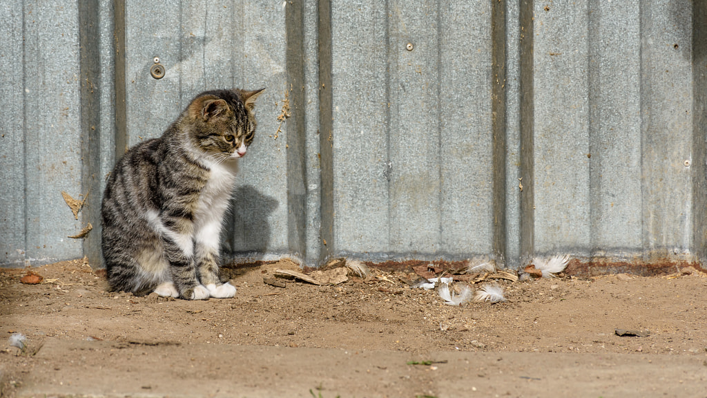 Cat looking at chicken feathers by Milen Mladenov on 500px.com