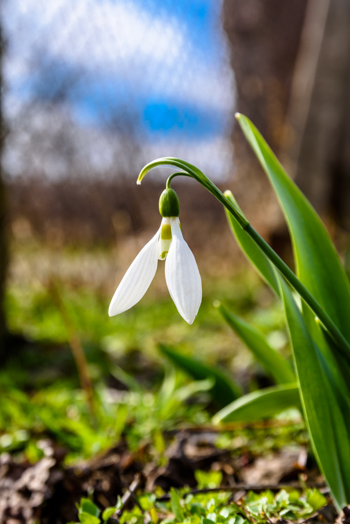 One Snowdrop flower by Milen Mladenov on 500px.com