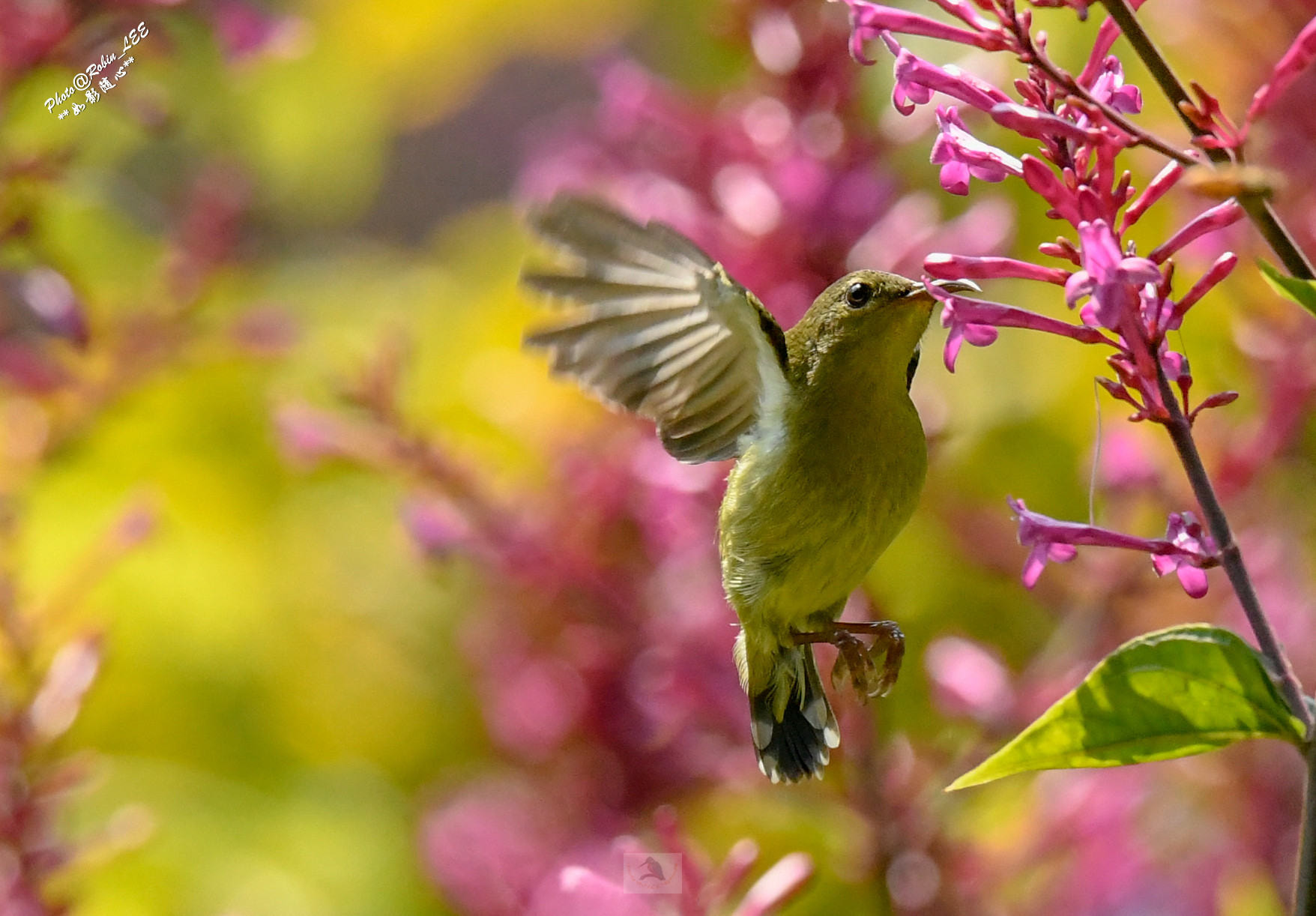 Aethopyga太阳鸟-雌Sunbird female