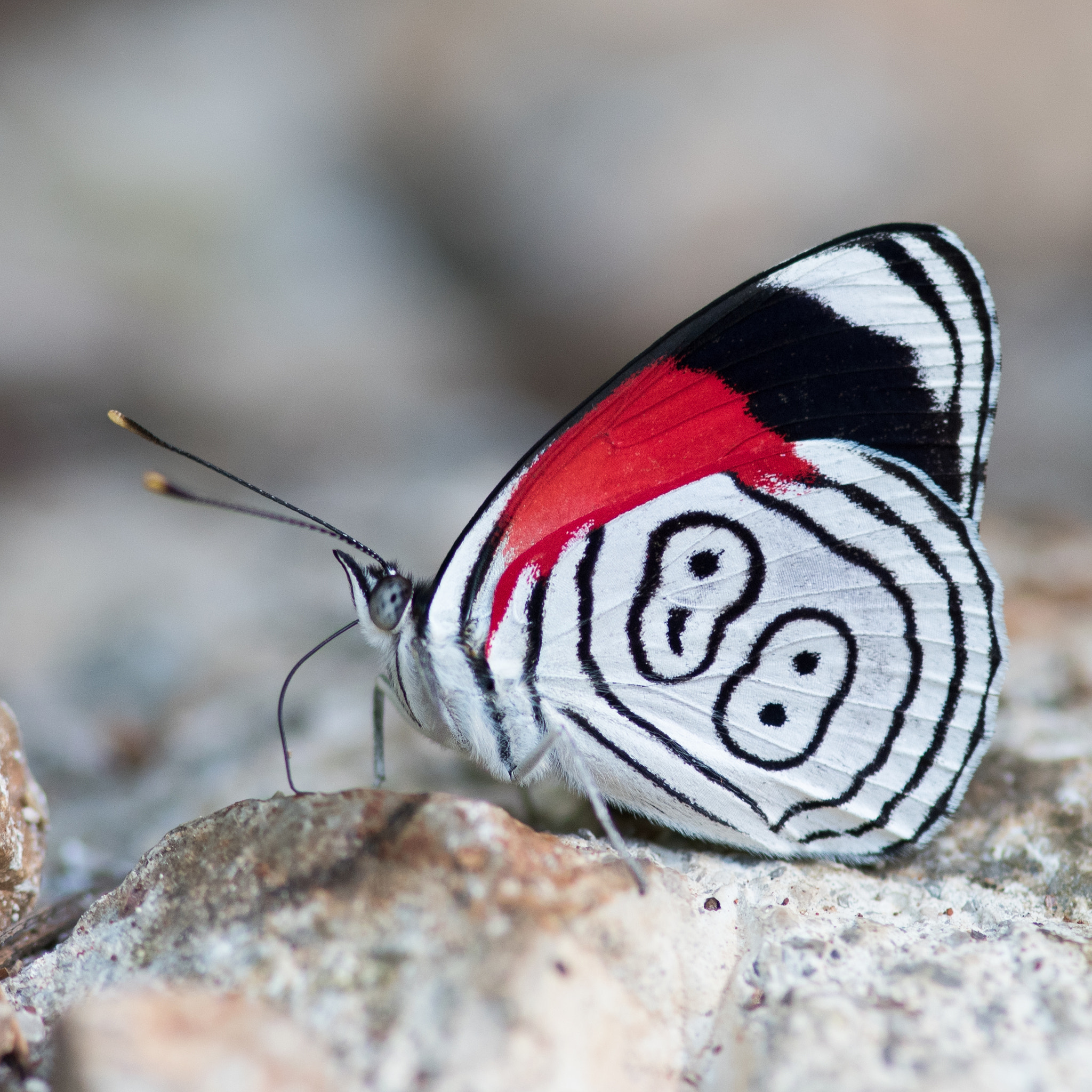 Diaethria anna