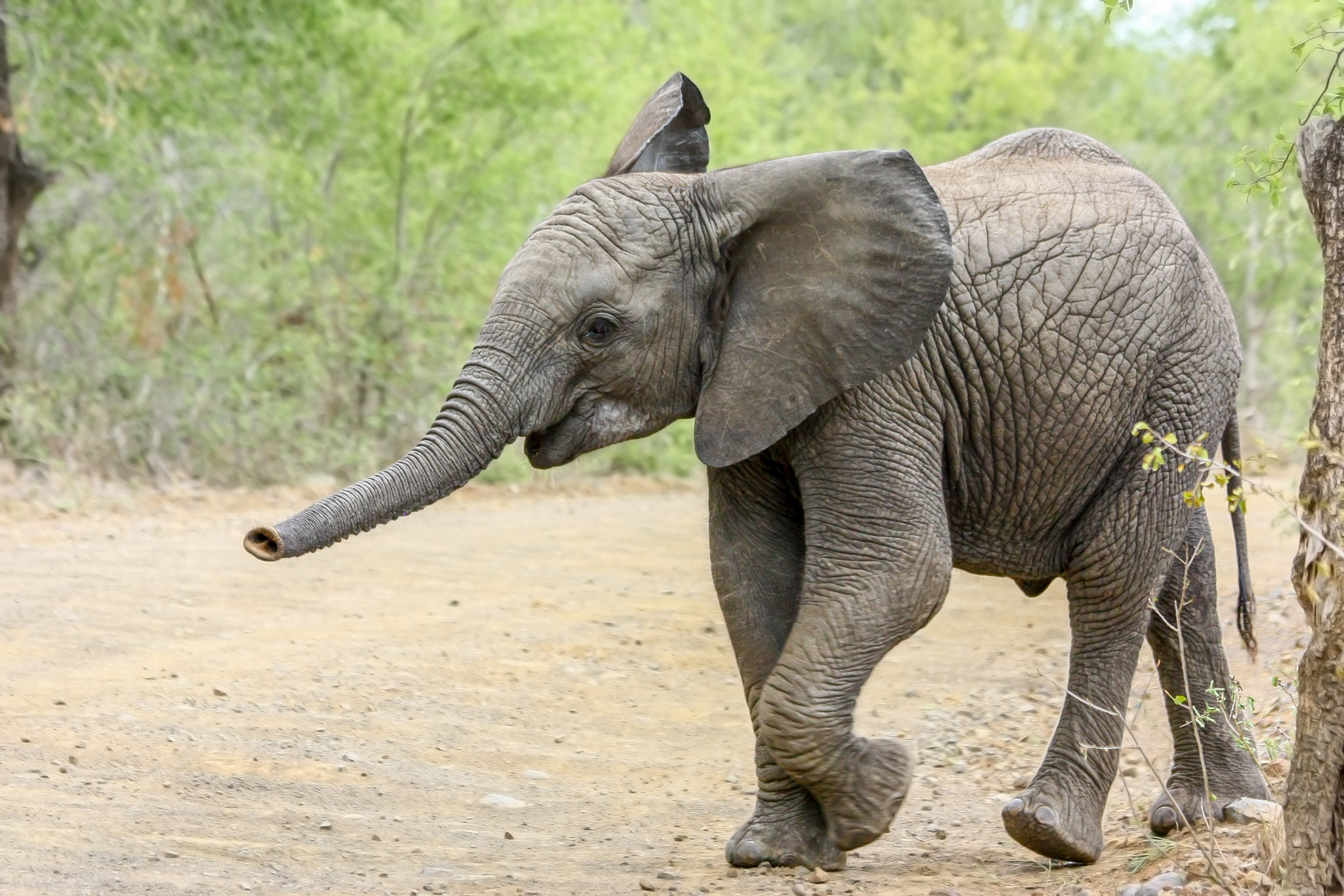 A young baby elephant boldly crosses the road waving his trumpet trunk