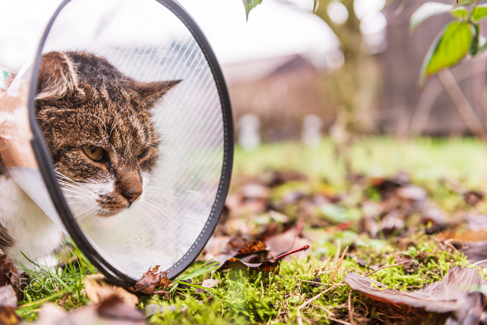 Cat in veterinary white plastic cone, elizabethan e-collar