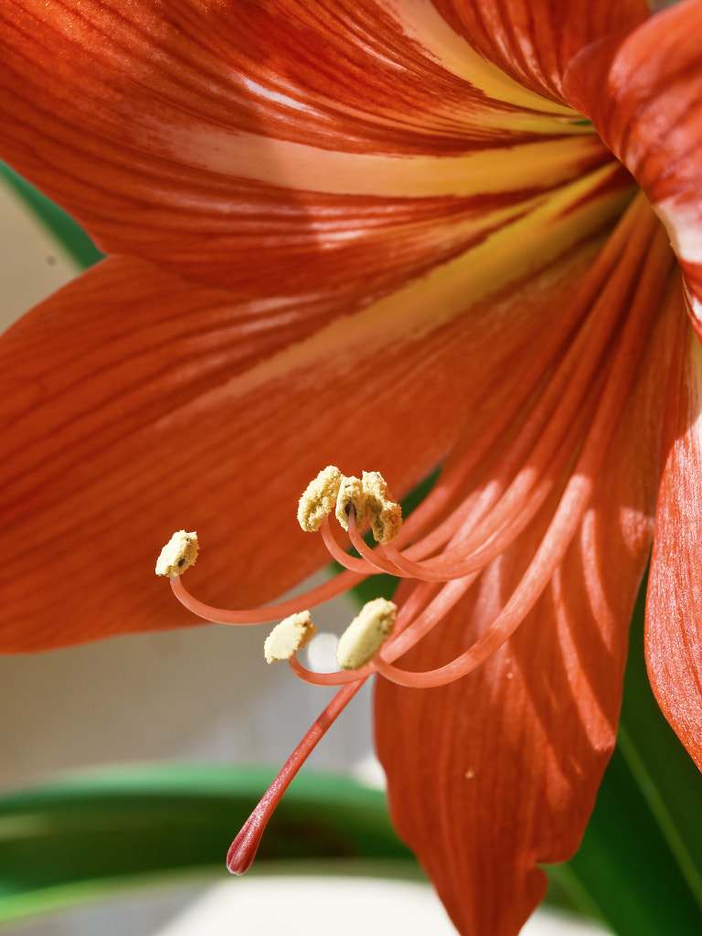 Flower by Jia Zhang on 500px.com