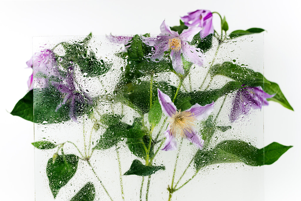 Clematis flowers shot behind the glass with water drops by Nataly Lavrenkova on 500px.com