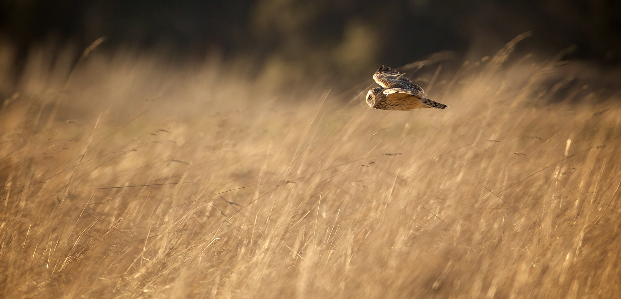 glide