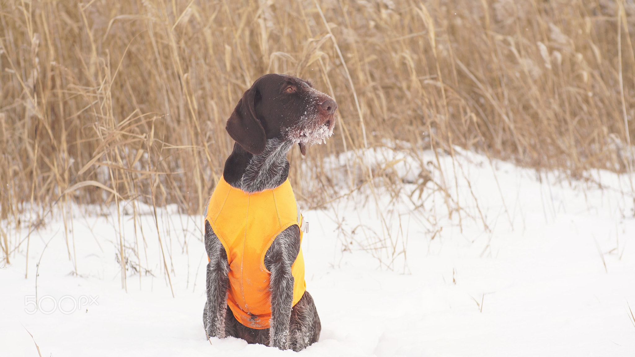 The hunting dog is waiting for a signal from the owner to start