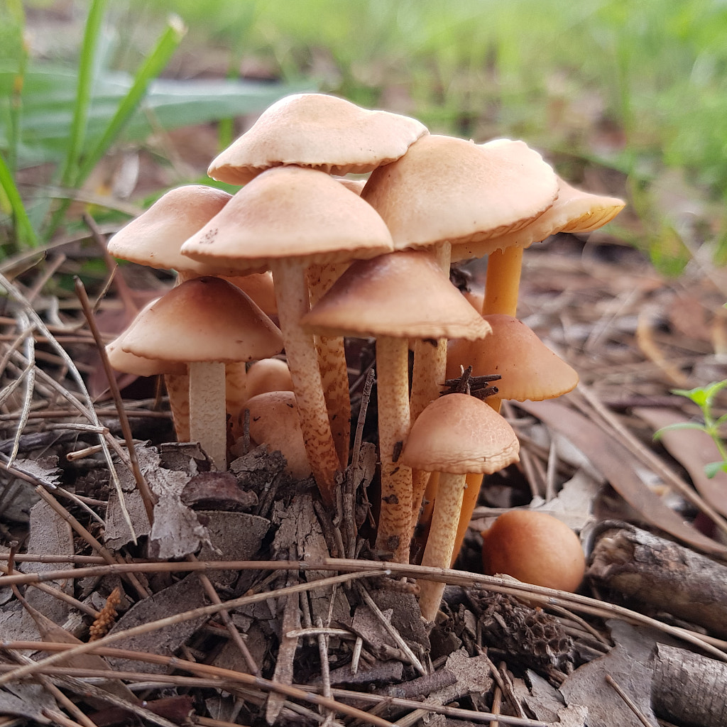 Small Mushrooms by Elizabeth Fitzgerald on 500px.com