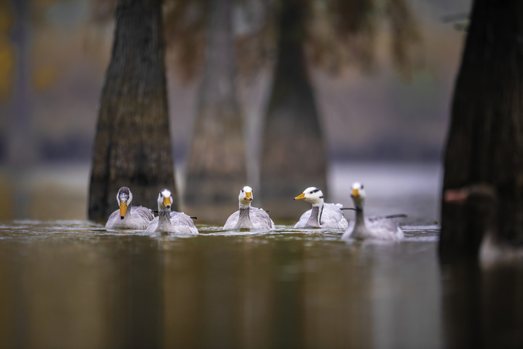 Ambush of Snow Geese by John S on 500px.com