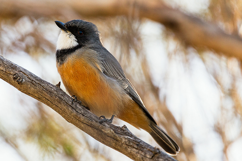 Rufous Whistler by Paul Amyes on 500px.com