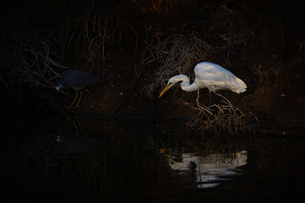 Dawn Hunt by Paul Amyes on 500px.com