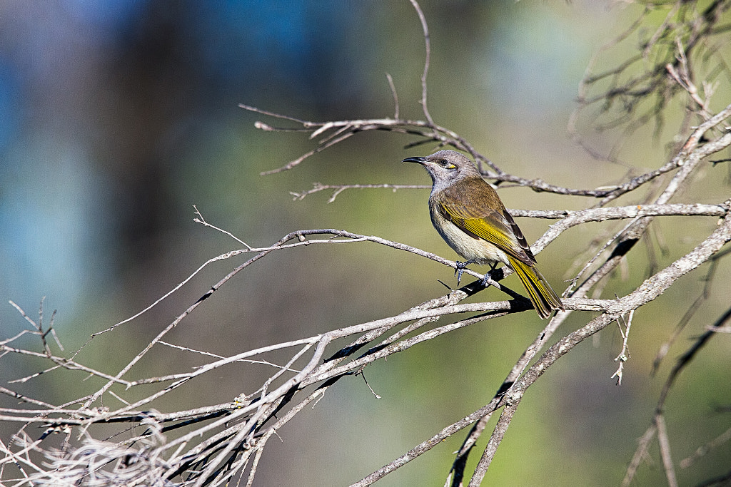 Brown Honeyeater by Paul Amyes on 500px.com